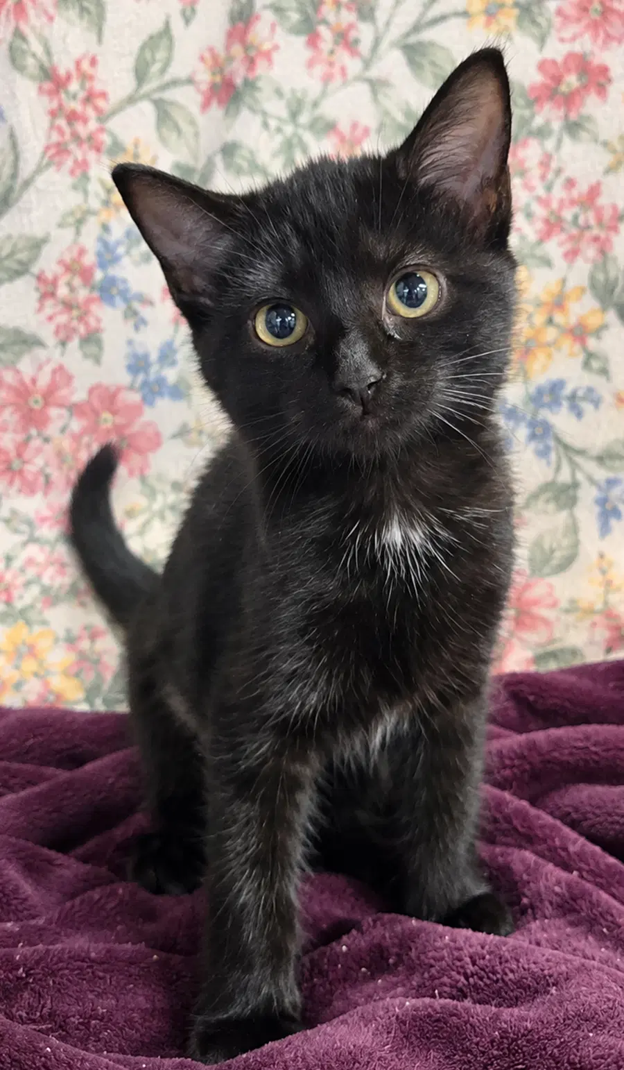 Kitten Sake image 2