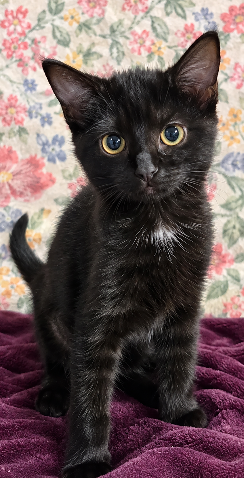 Kitten Sake, photo 3