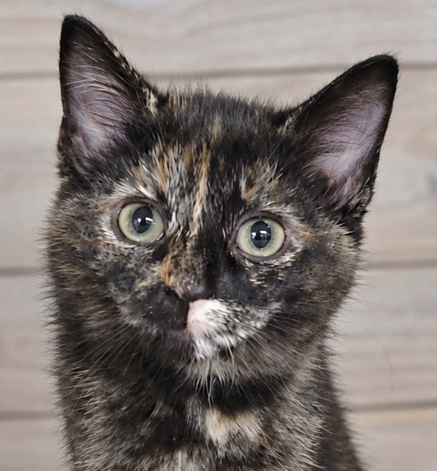 Kitten Hibachi