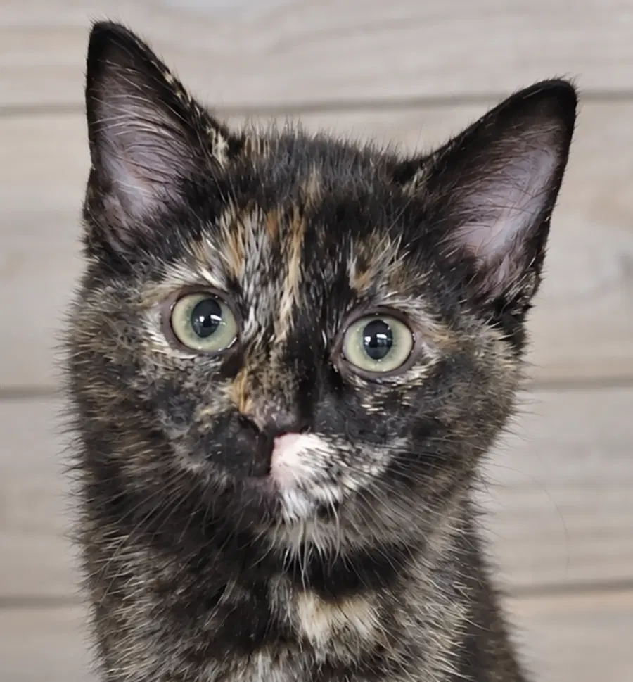 Kitten Hibachi - Tortoiseshell