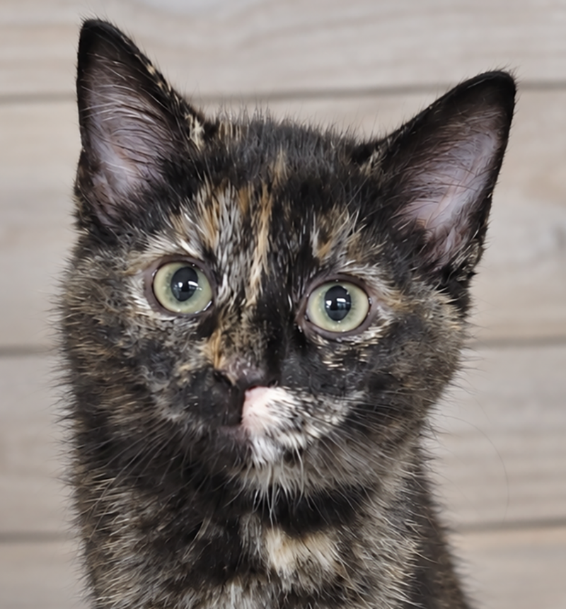 Kitten Hibachi, a female Tortoiseshell kitten up for adoption