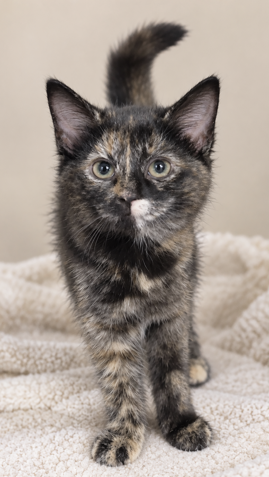 Kitten Hibachi, photo 2