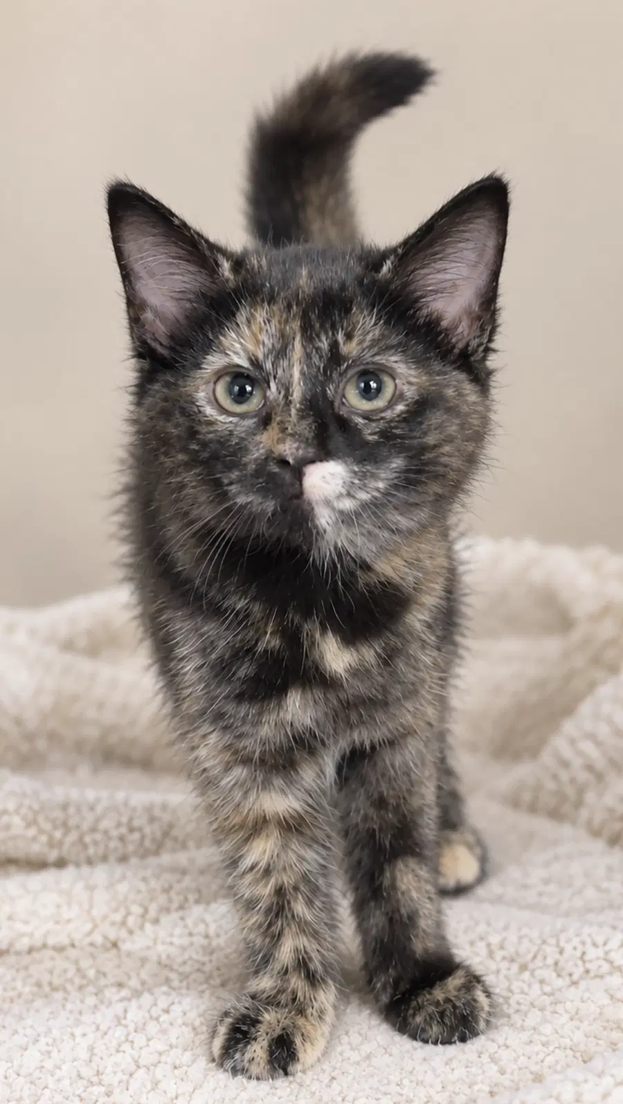 Kitten Hibachi image 2