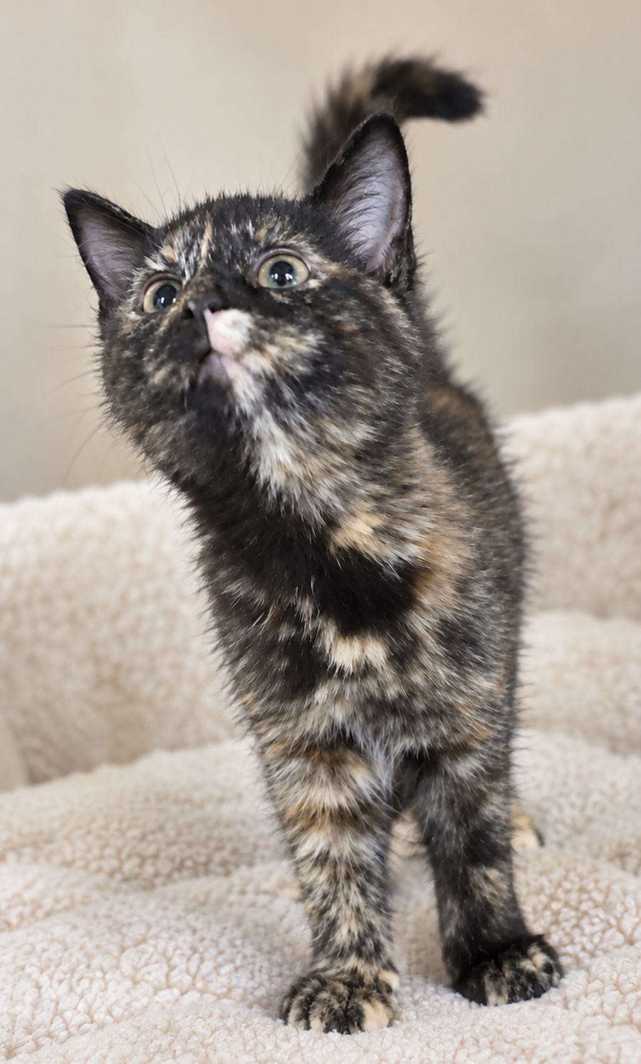 Kitten Hibachi, photo 3