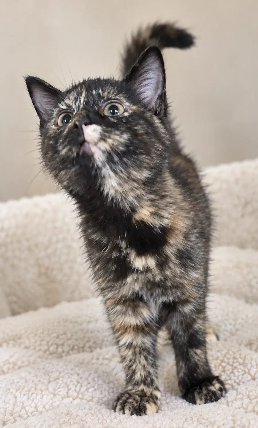 Kitten Hibachi image 3
