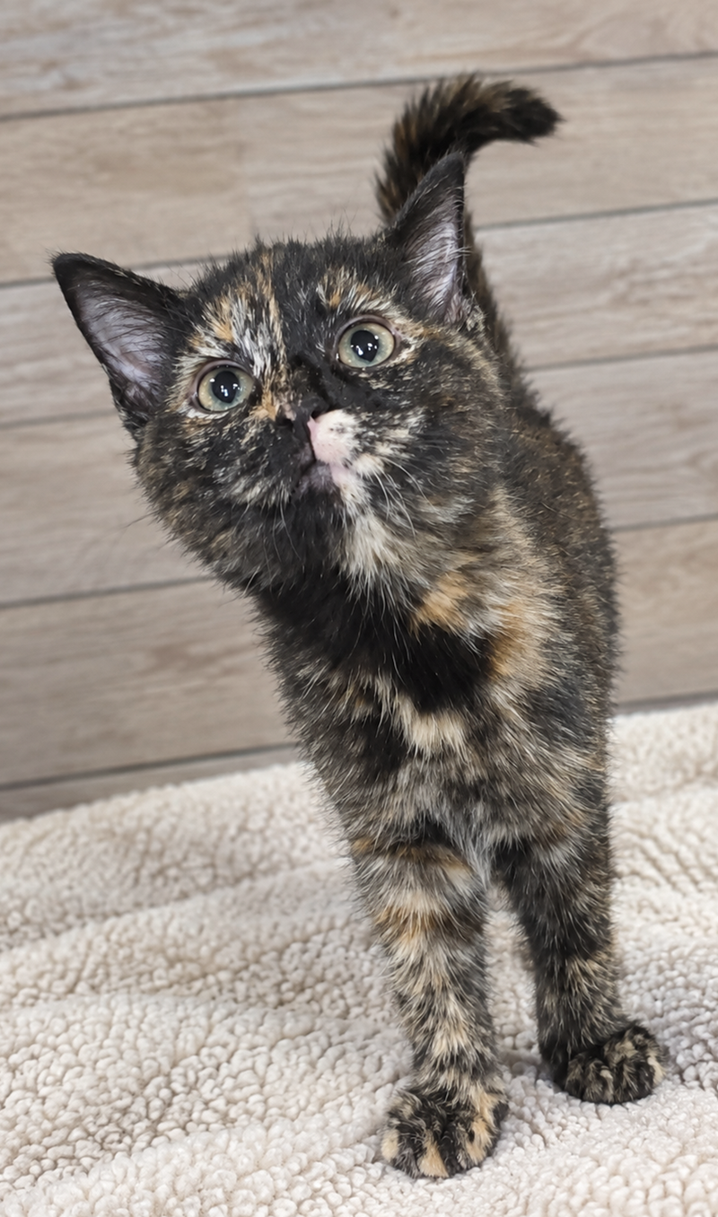 Kitten Hibachi, photo 4
