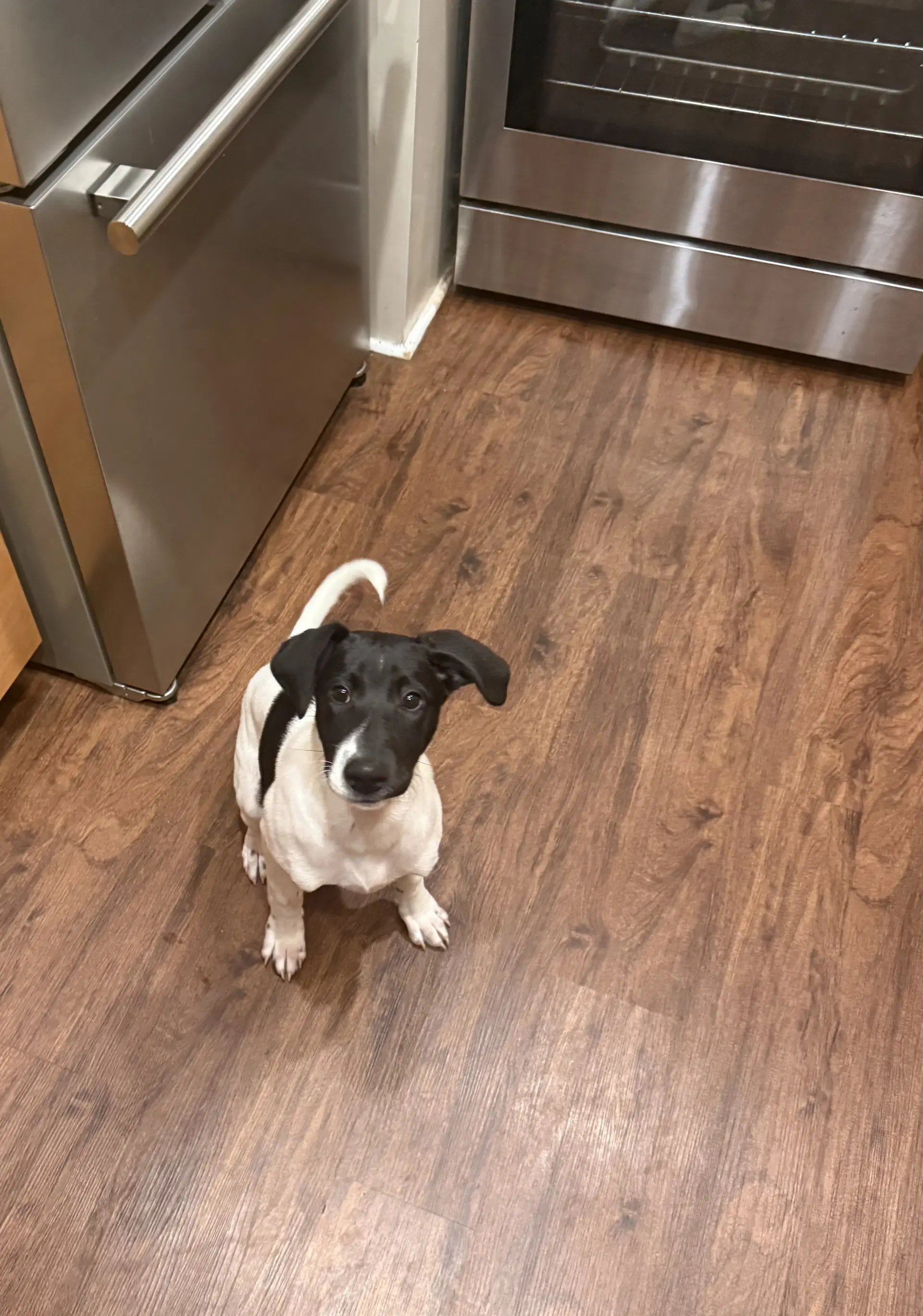 Puppy Nellie image 2
