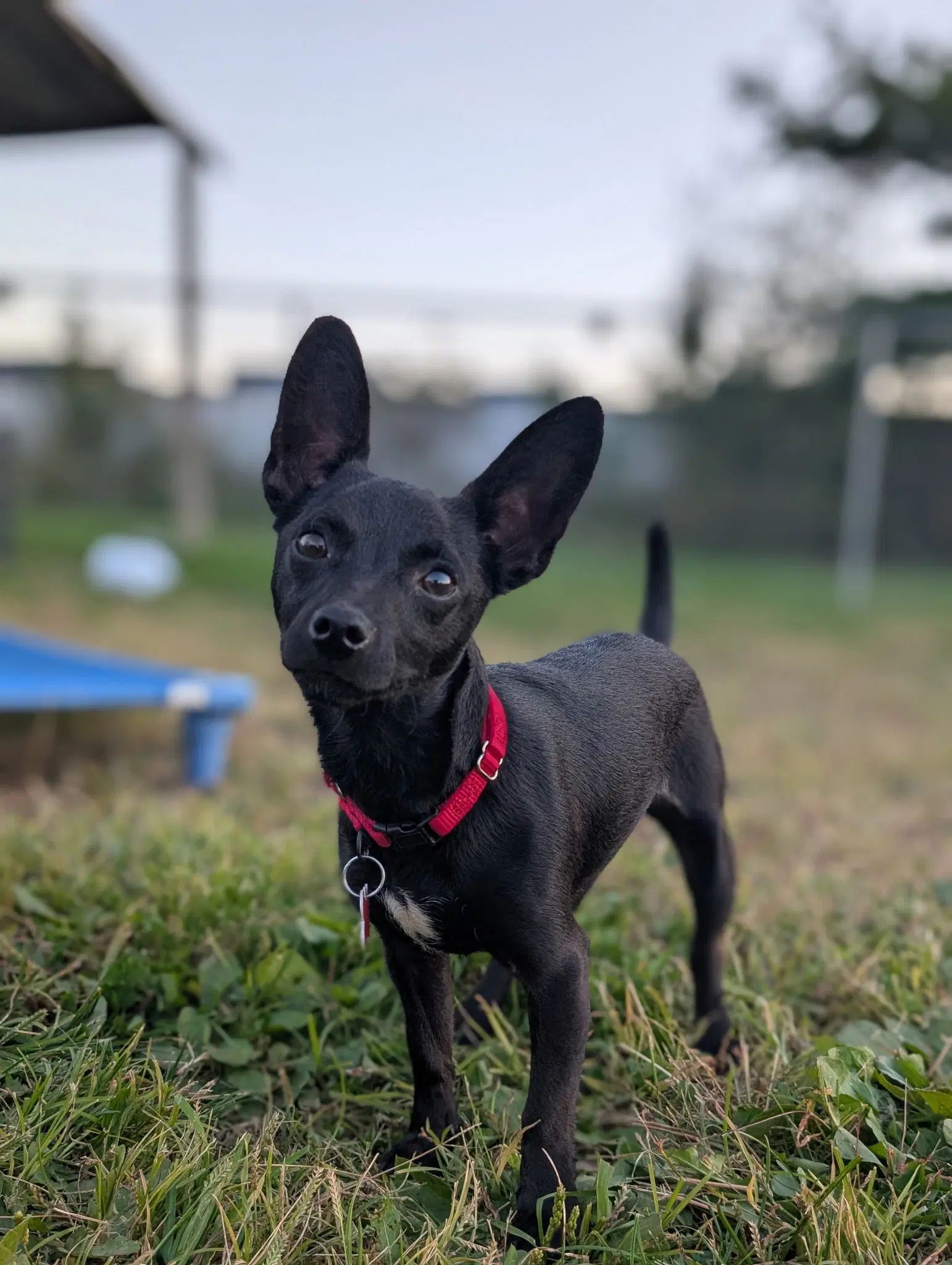 Chili The Chi - Chihuahua