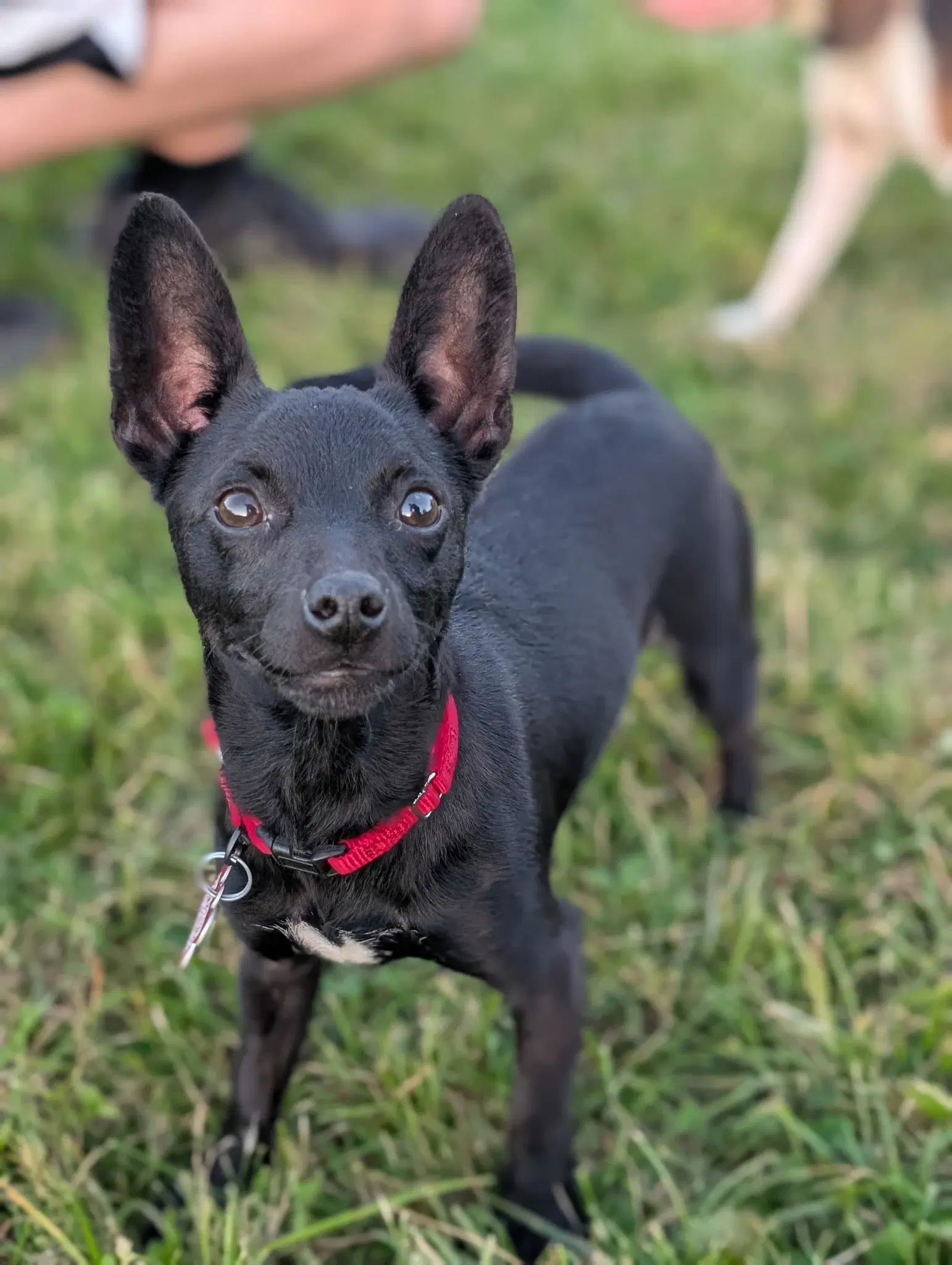 Chili The Chi image 2