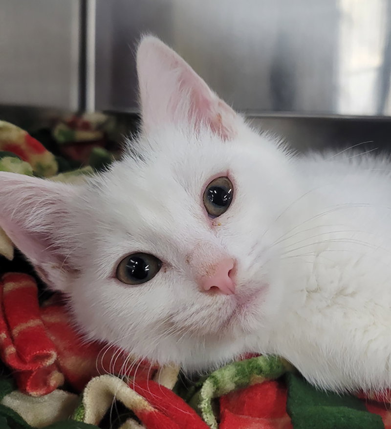 Kitten Lint Roller, a female kitten up for adoption