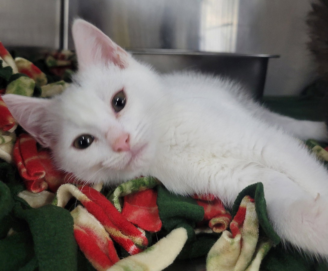 Kitten Lint Roller, photo 3