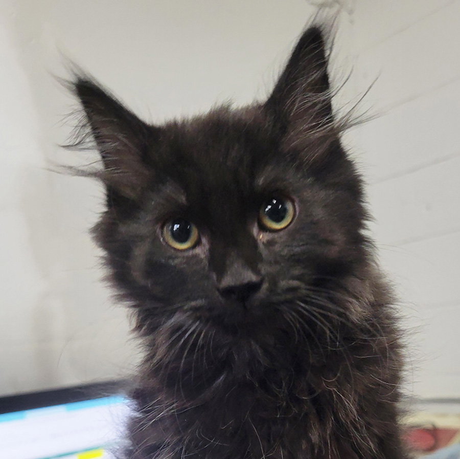 Kitten Laundry Basket - APPS UNDER REVIEW