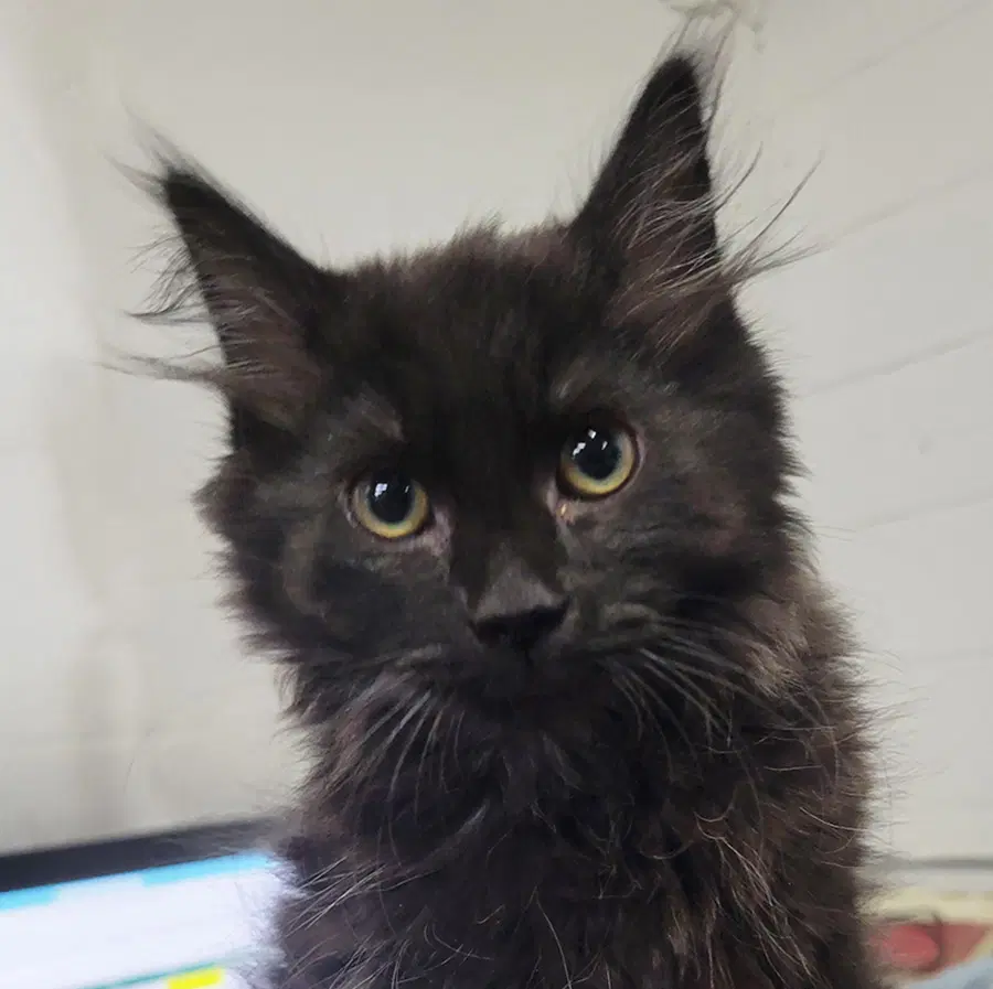 Kitten Laundry Basket - Domestic Long Hair