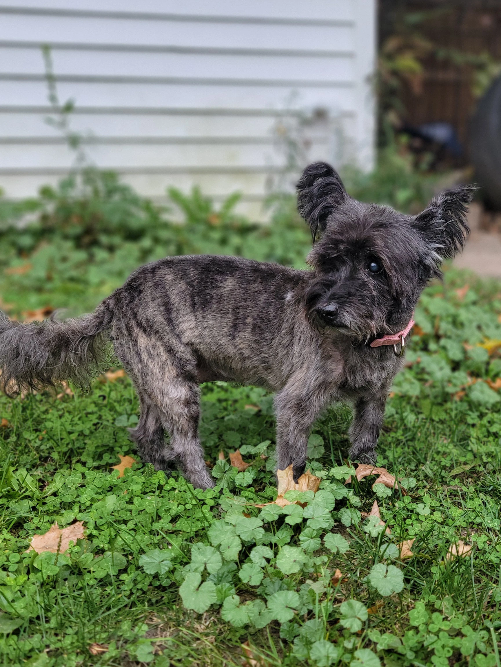 Gracie Lou