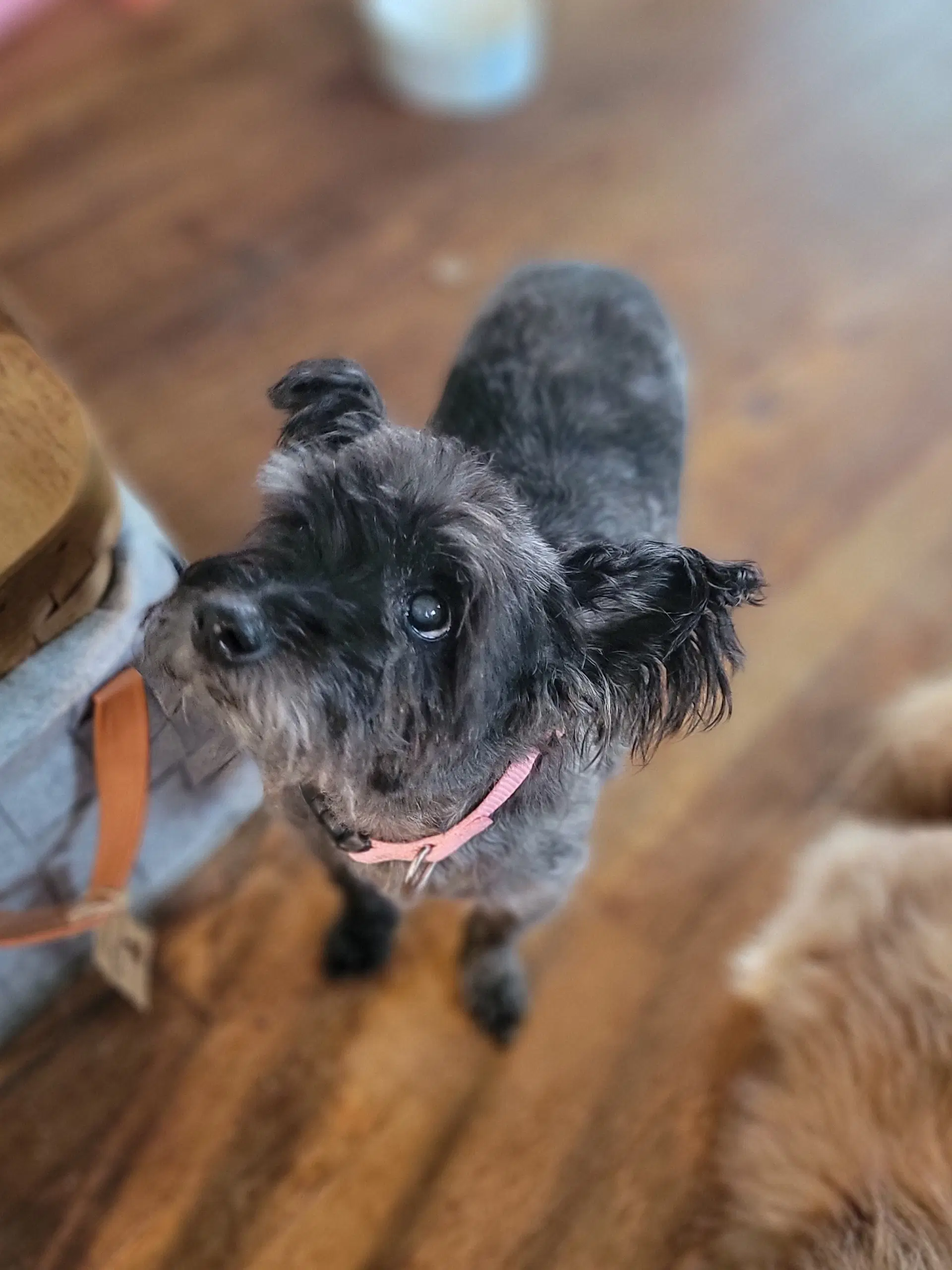 Gracie Lou image 2