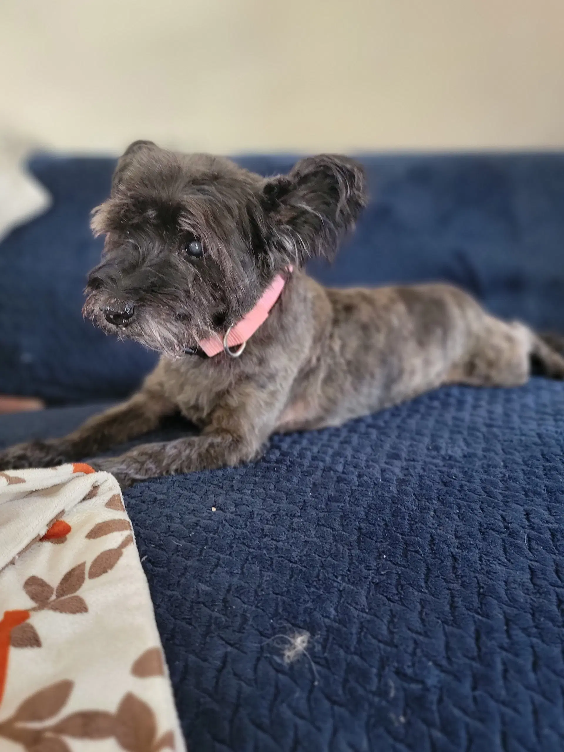 Gracie Lou image 3