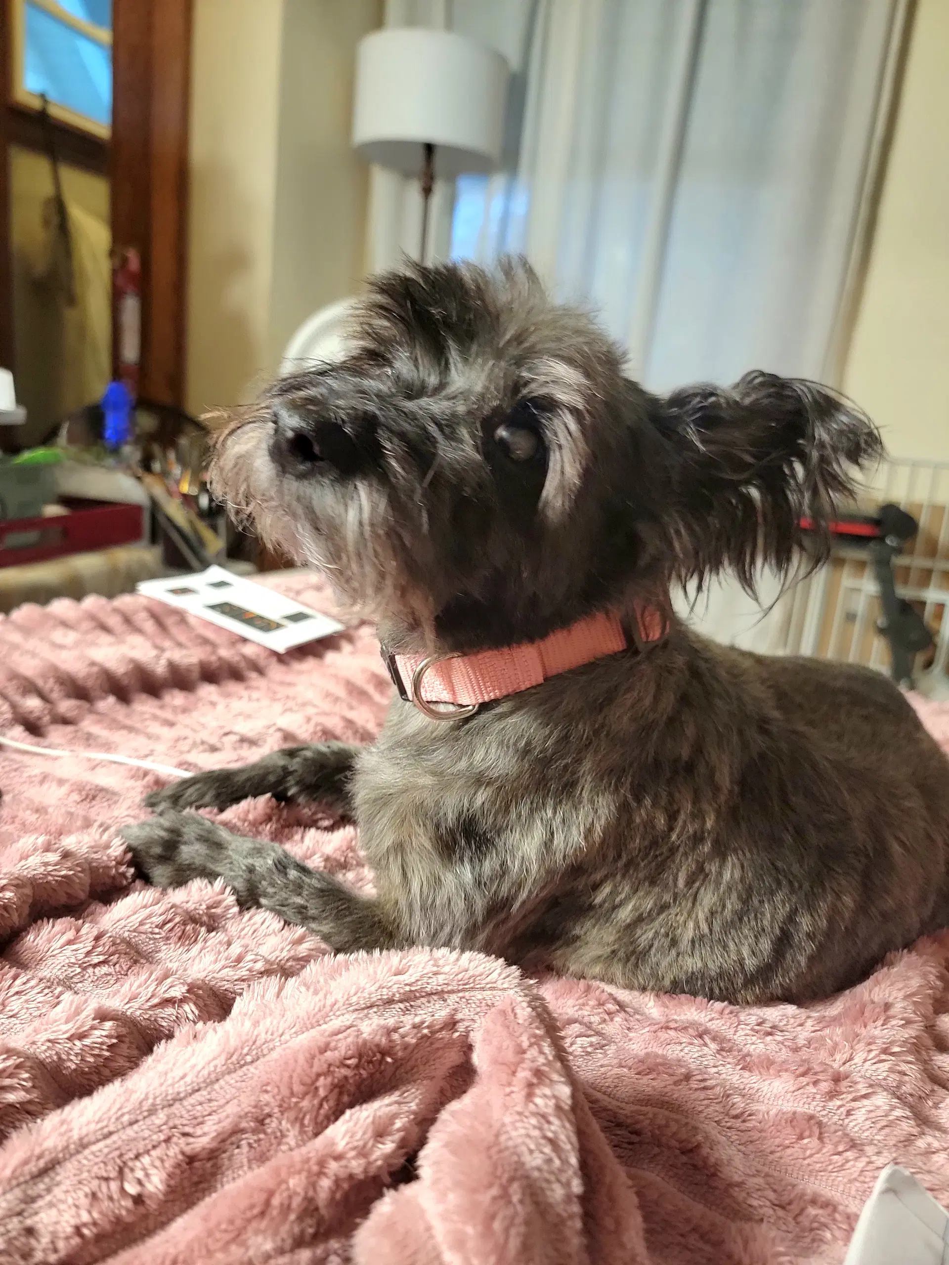 Gracie Lou image 4