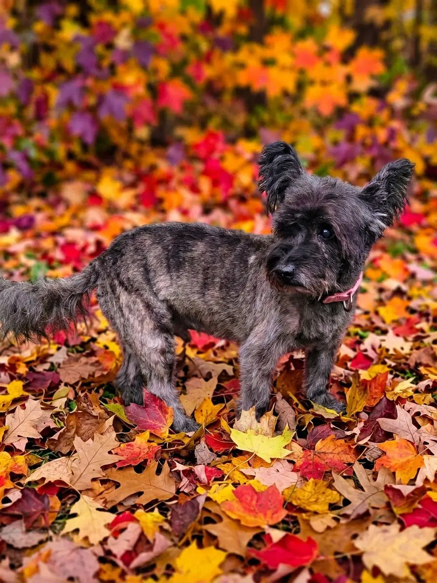 Gracie Lou - Cairn Terrier