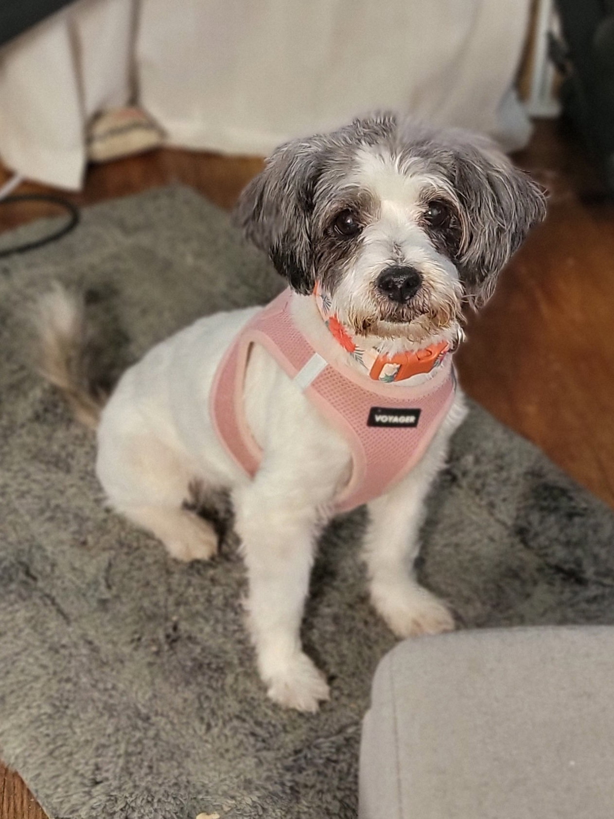 Bailey