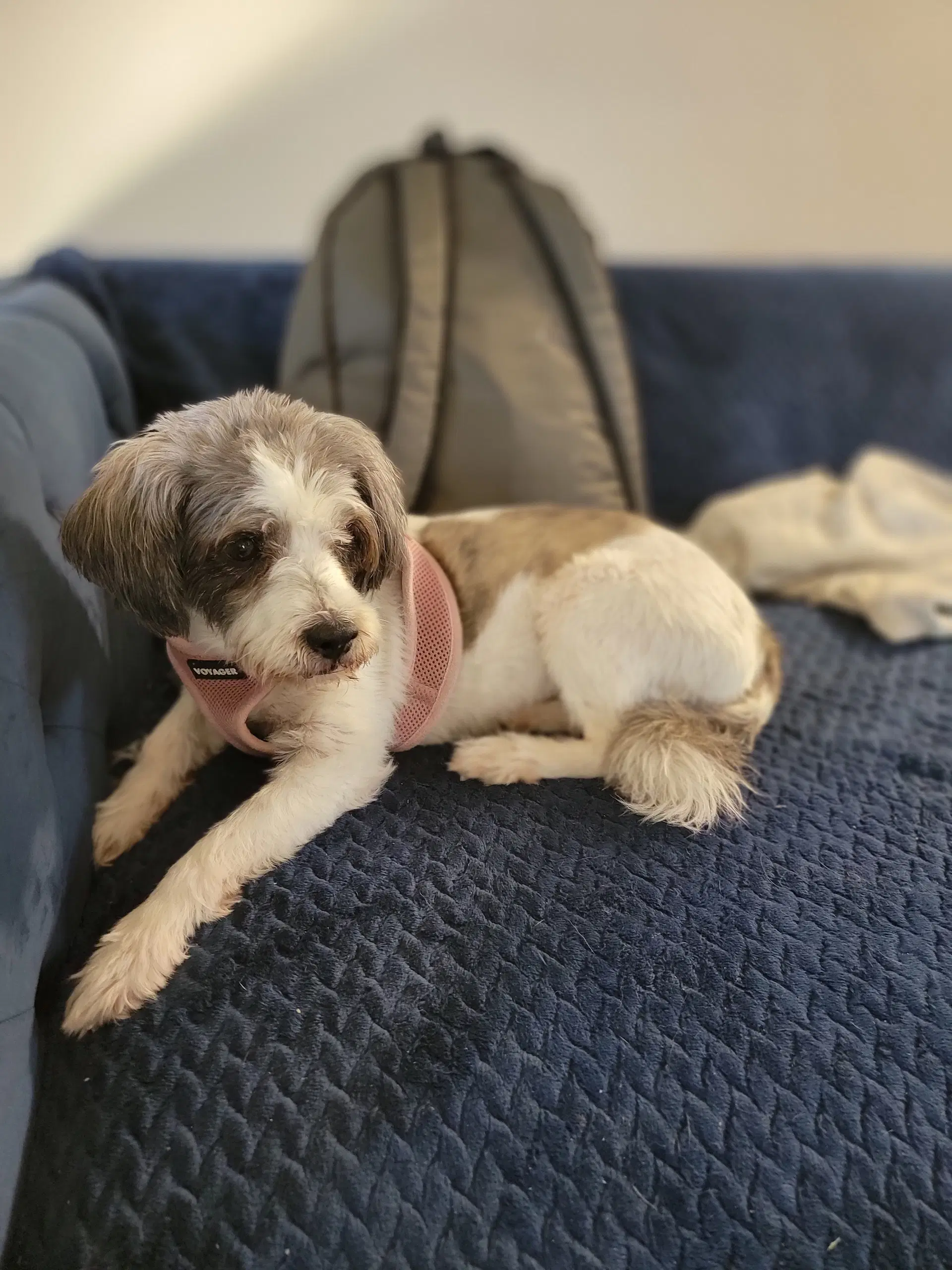 Bailey image 2