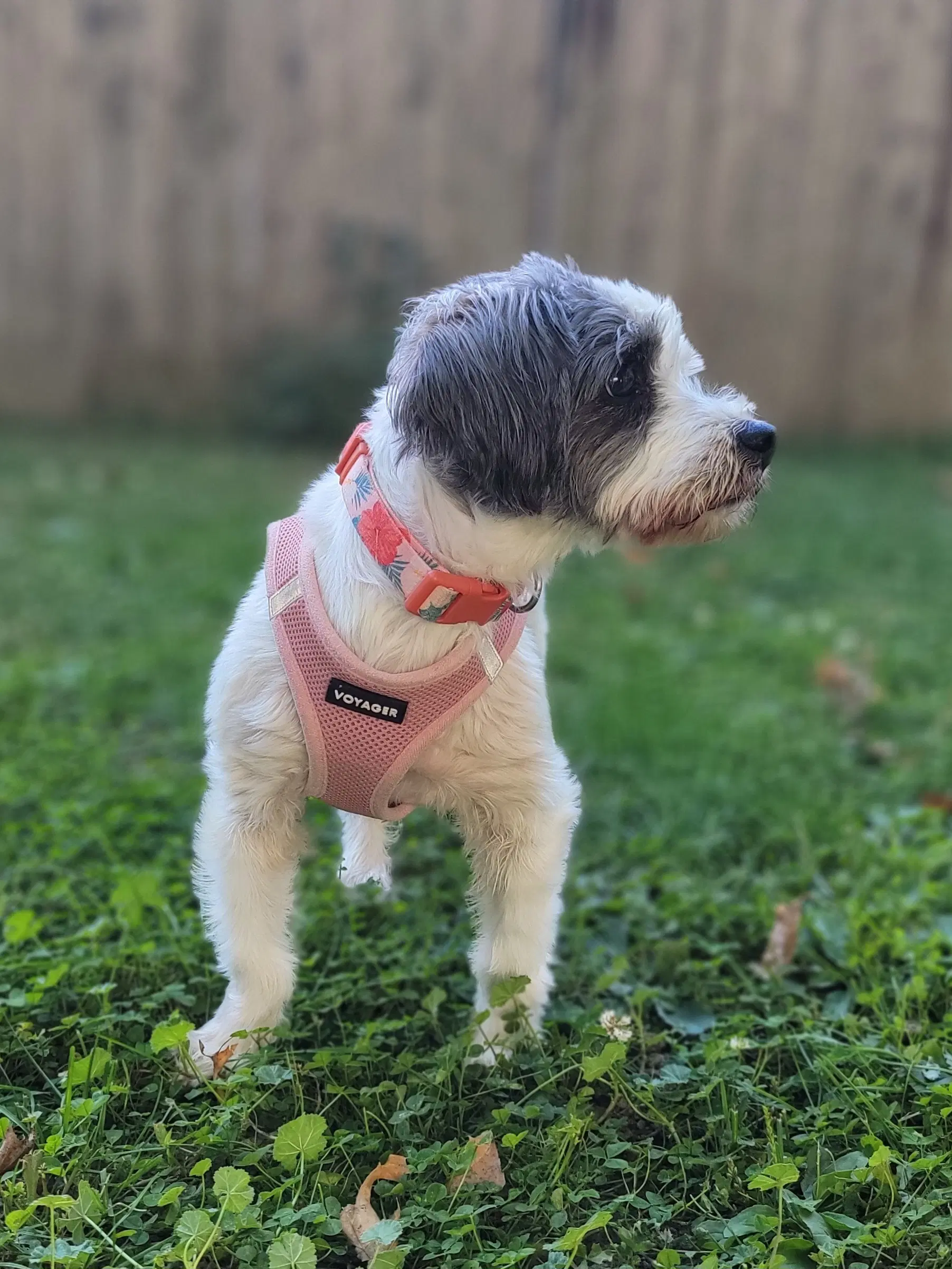 Bailey image 3