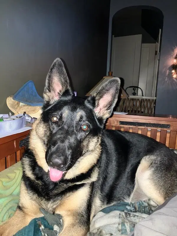 Estelle - German Shepherd Dog