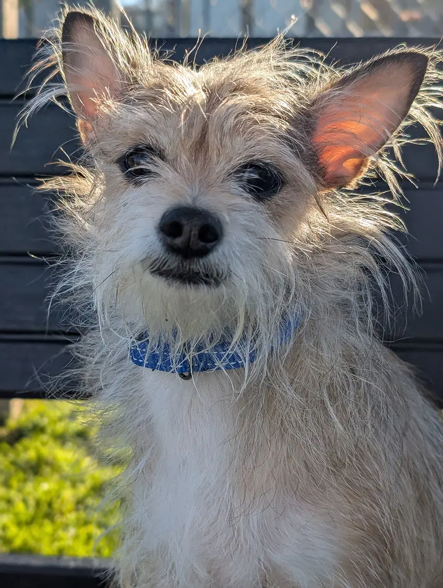 Truffles - Wirehaired Fox Terrier