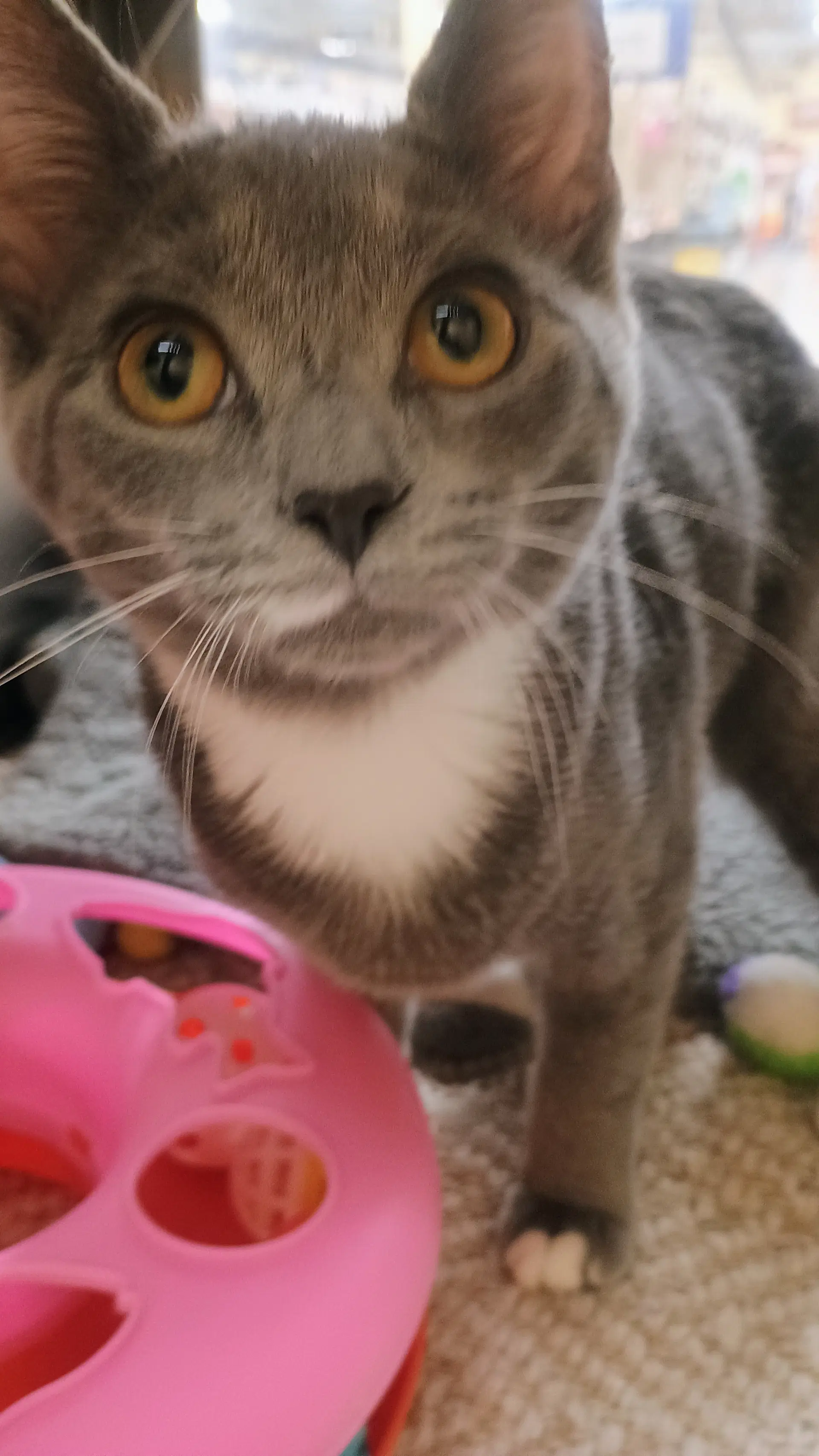 Canva Kitten At Montrose Persmart Come See Her - Domestic Short Hair