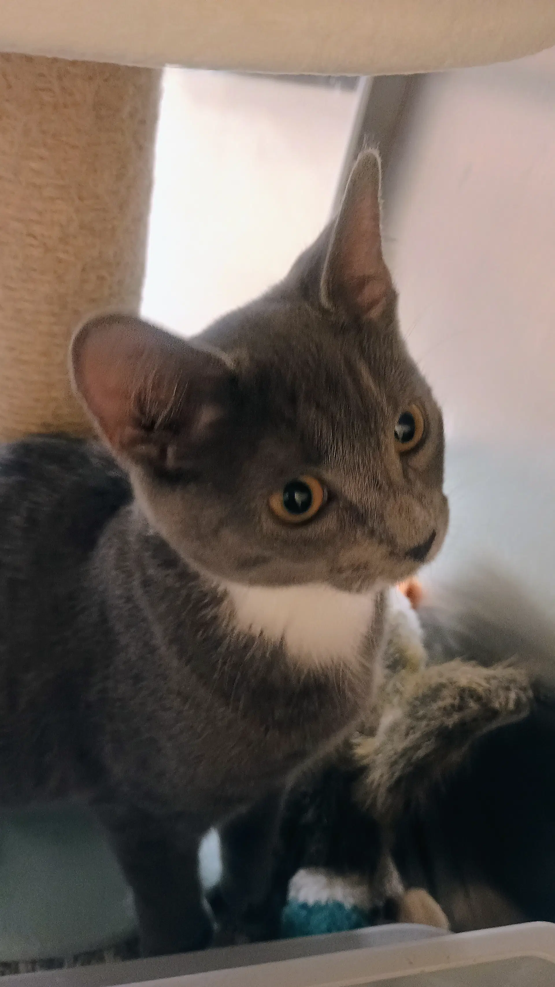Canva Kitten At Montrose Persmart Come See Her image 2