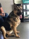 adoptable Dog in albany, NY named Pauline