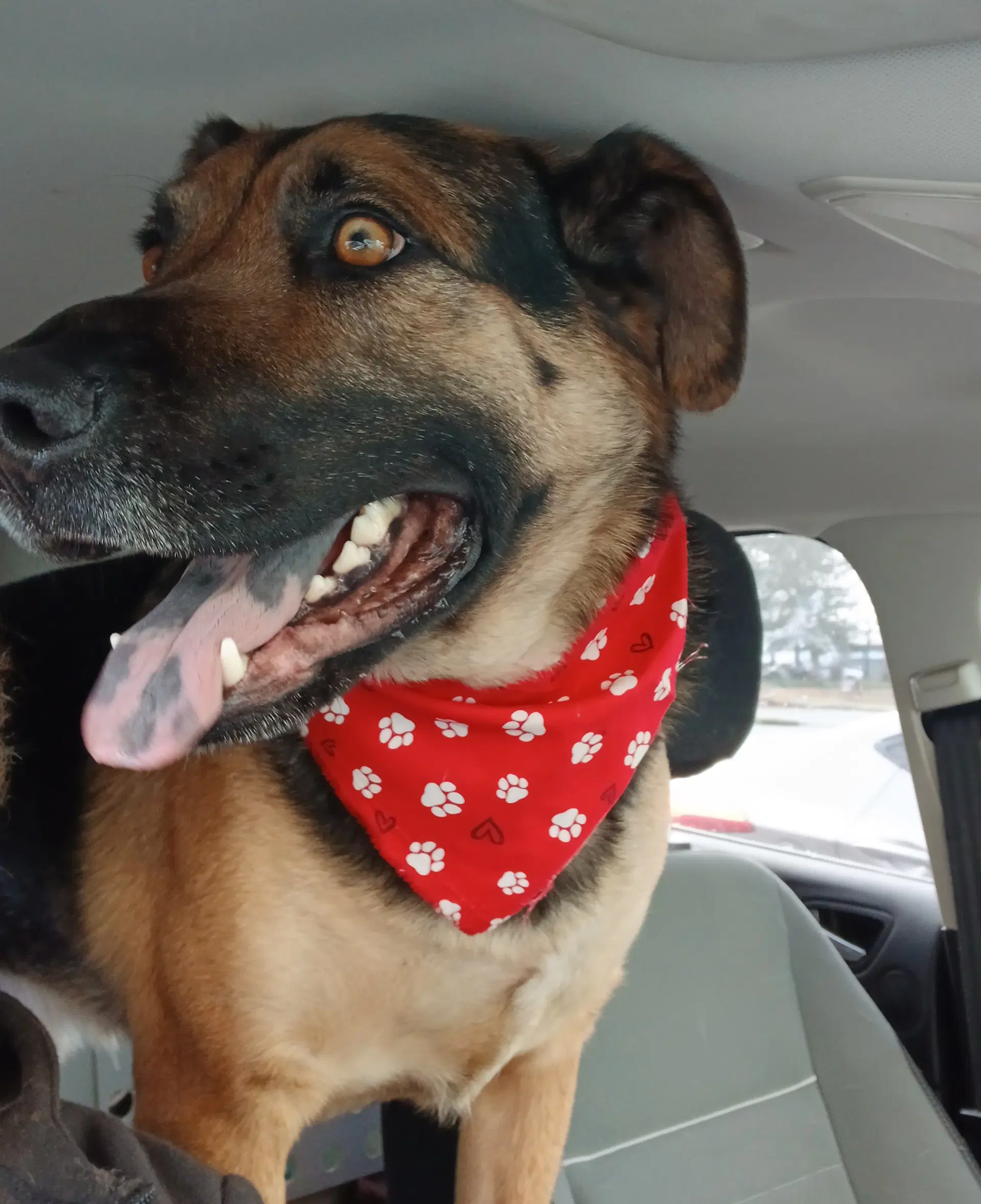 Dex - German Shepherd Dog