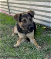 adoptable Dog in albany, NY named Dex