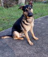 adoptable Dog in albany, NY named Kaziah
