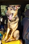 adoptable Dog in albany, NY named Kaziah