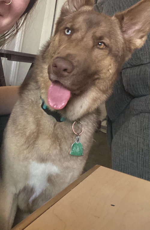 picture of the dog needing adoption