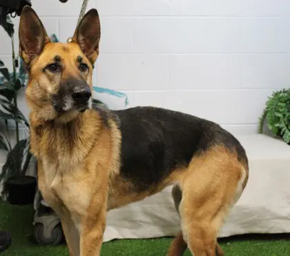 Rue - German Shepherd Dog
