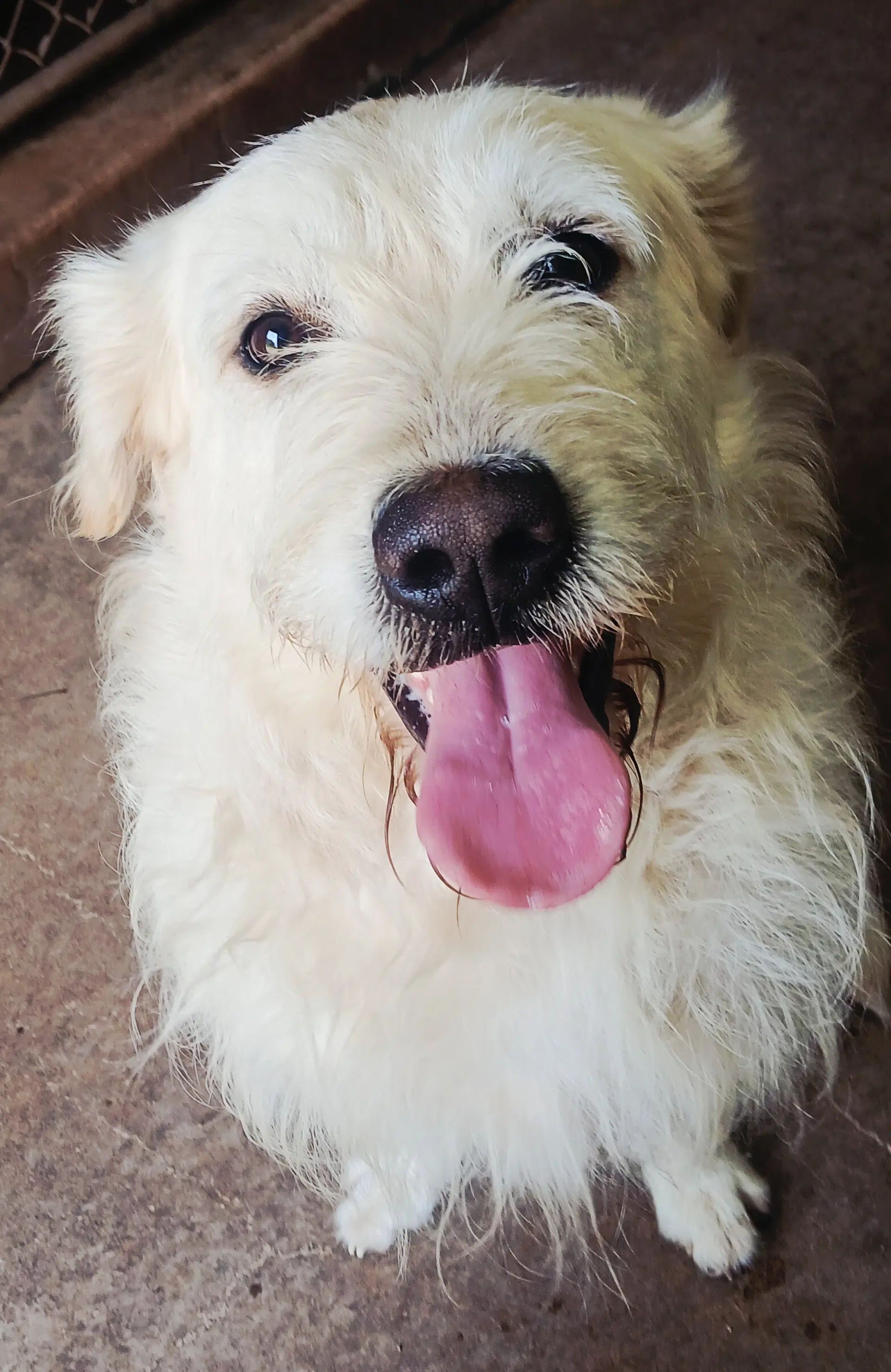 Nikko - Poodle (Standard)