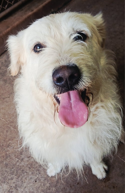 picture of the dog needing adoption
