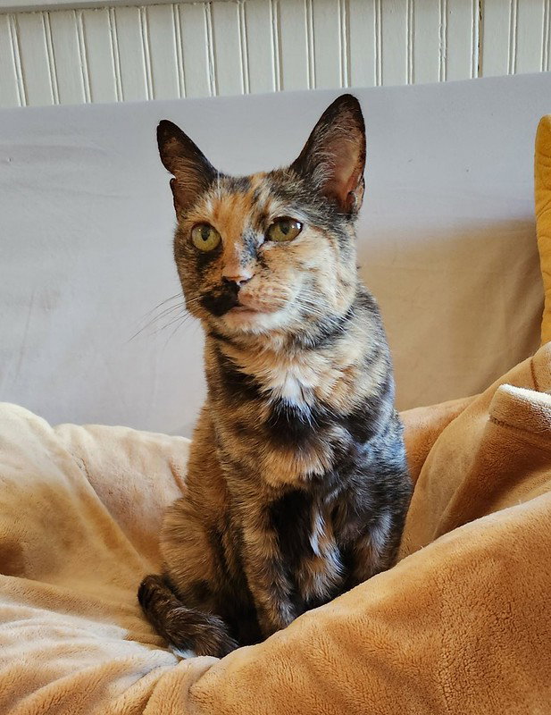 Cats for Adoption in West Lake Stevens, Washington | Alpha Paw