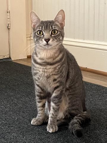 Satine, an adoptable Domestic Short Hair in Anacortes, WA