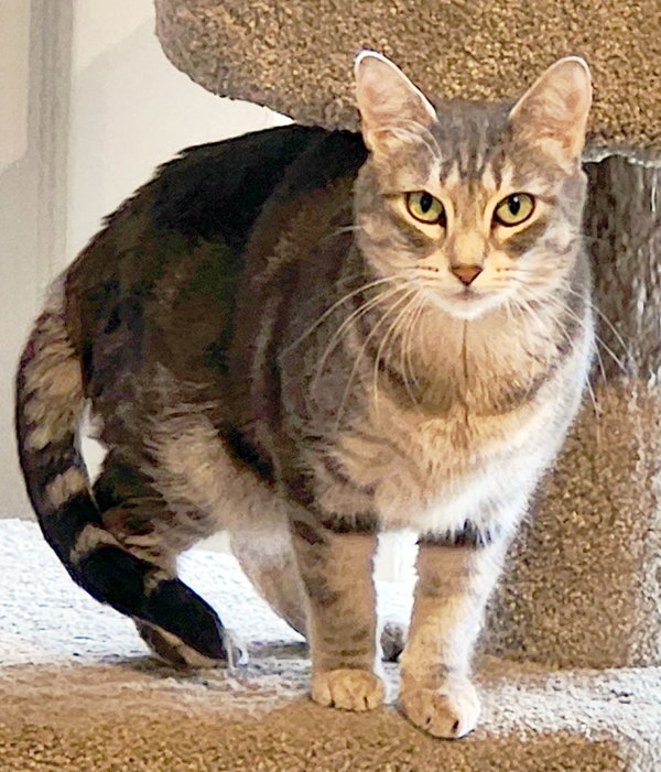 Stella