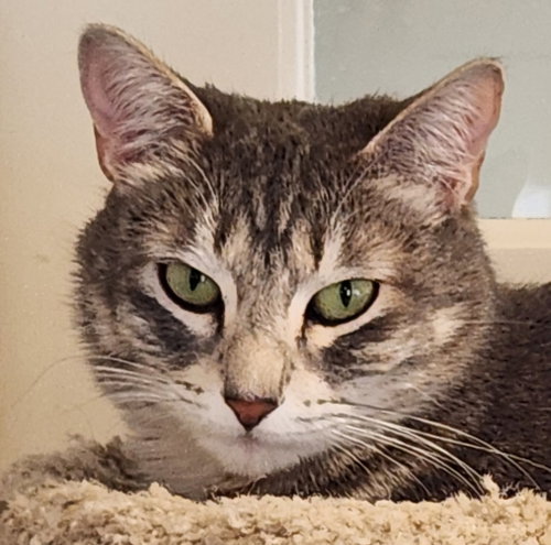 Stella, an adoptable Domestic Short Hair in Anacortes, WA