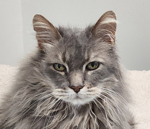 Sebastian, an adoptable Domestic Long Hair in Anacortes, WA