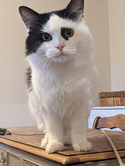 Photo of Wilbur
