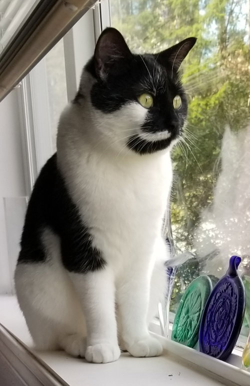 Lisbet, an adoptable Domestic Short Hair in Anacortes, WA