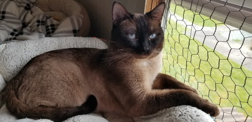 Simon, an adoptable Siamese in Anacortes, WA