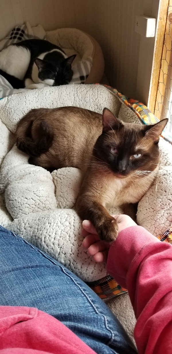 Simon