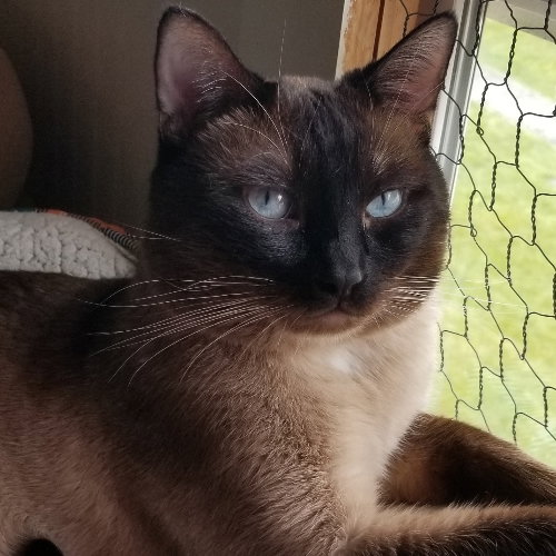 Simon, an adoptable Siamese in Anacortes, WA