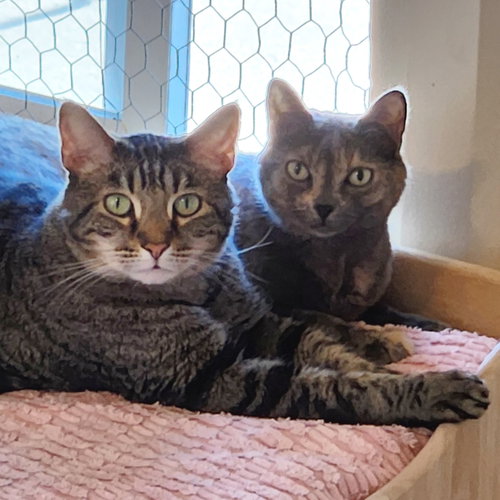 Dusti & Harley, an adoptable Dilute Calico in Anacortes, WA