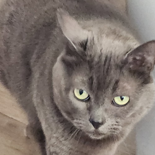 Emma, an adoptable Domestic Short Hair in Anacortes, WA